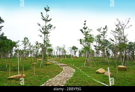 Alberi recentemente piantati nel parco. Alberi recentemente piantati con prati verdi in pietra percorso nel parco, Zhongshan, Guangdong, Cina. Giardino paesaggio design. Foto Stock