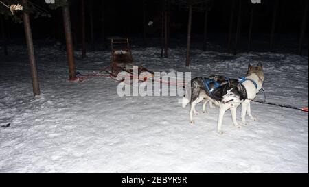 I cani siberiani sulla neve attaccata alla slitta aspettano ansiosamente di andarsene Foto Stock