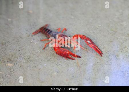 Gamberi Promambarus clarkii fantasma sullo sfondo della natura Foto Stock