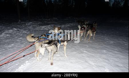 I cani siberiani sulla neve attaccata alla slitta aspettano ansiosamente di andarsene Foto Stock