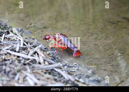 Gamberi Promambarus clarkii fantasma sullo sfondo della natura Foto Stock