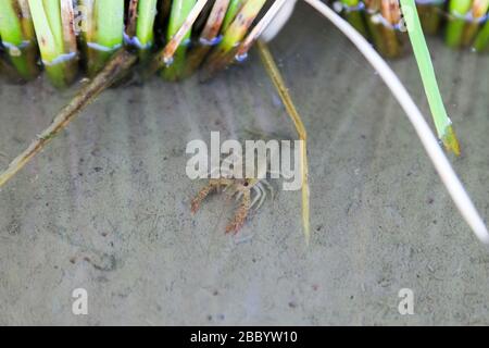 Gamberi Promambarus clarkii fantasma sullo sfondo della natura Foto Stock