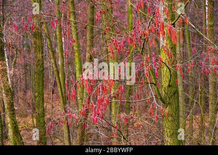 Fiori d'inverno forma di ontano comune - alnus glutinosa latino - noto anche come ontano nero, ontano europeo in una foresta mista europea Mazovia regione Foto Stock