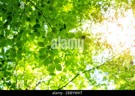 Foglie di faggio verde giovane su ramoscelli di primavera. Sfondo natura primavera Foto Stock
