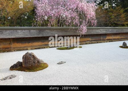 Giardino di roccia giapponese e fiori di ciliegio a Kyoto. Giardino Zen del tempio Ryoanji. Foto Stock