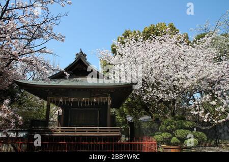 Ueno Park ora di primavera. Fiori di ciliegio a Tokyo, Giappone. Fiori di ciliegio bianco. Foto Stock