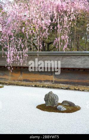 Giardino di roccia giapponese e fiori di ciliegio a Kyoto. Giardino Zen del tempio Ryoanji. Foto Stock