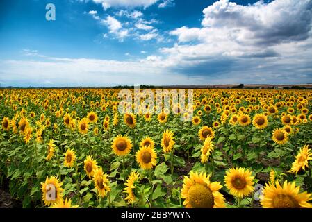 Magnifico campo di girasole in Bulgaria. Paesaggio quotidiano. Umore estivo. Foto Stock