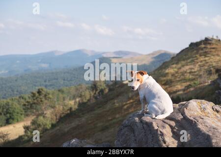 Alone bianco dog sitter su roccia contro lo sfondo di un incredibile paesaggio di montagna Foto Stock