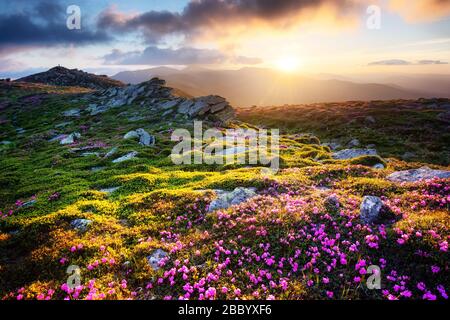 Splendido paesaggio con affascinanti fiori rosa rododendri sulle montagne dei Carpazi. Splendido sfondo naturale e carta da parati perfetta per l'estate Foto Stock