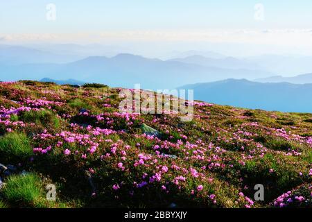 Incredibile paesaggio con affascinanti fiori rosa rododendri sulle montagne dei Carpazi. Splendido sfondo naturale e carta da parati perfetta per l'estate Foto Stock