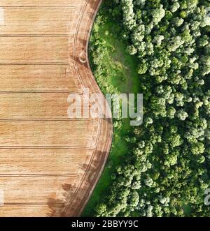 Foto aerea volando sul grano giallo campo di grano, pronto per il raccolto, al confine con la foresta verde. Il paesaggio agricolo Foto Stock