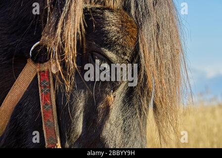 Primo piano colpo di occhio di cavallo al prato. Vecchio cavallo bello in campagna. Foto Stock
