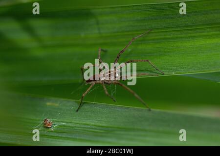 Nursery Web Spider (Pisaura mirabilis) su una foglia di canna. Foto Stock