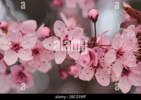 Primo piano immagine del fiore su un Prunus serrulata, ciliegio in fiore. Ora di primavera. Foto Stock