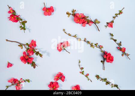 Motivo floreale fatto di rami di fiori rosa con ombre su sfondo blu pastello. Disposizione piatta, vista dall'alto. Bellezza natura primavera concetto. Foto Stock