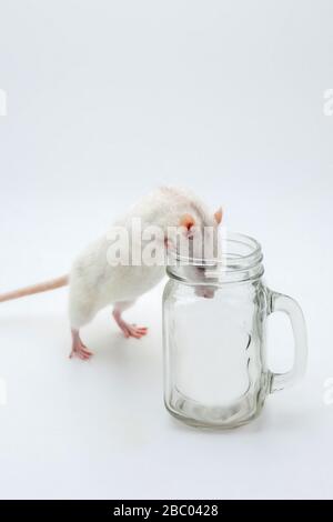 Cute purebred ratto bianco accanto a un vaso trasparente su uno sfondo grigio. Questo animale domestico è un animale domestico molto astuto. Studio foto. Il ratto è un simbolo del 2020 secondo l'oroscopo. Foto Stock