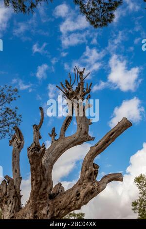 Pittoresco tronco di olivo morto con sfocate nuvole bianche in inverno cielo sullo sfondo. Monte Nebo, Regno di Giordania Foto Stock