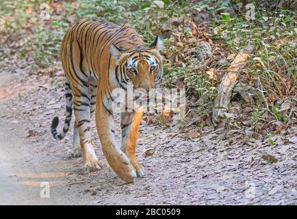 Paarwali Tigress si dirige durante il safari al Jim Corbett National Park, Uttarakhand, India Foto Stock