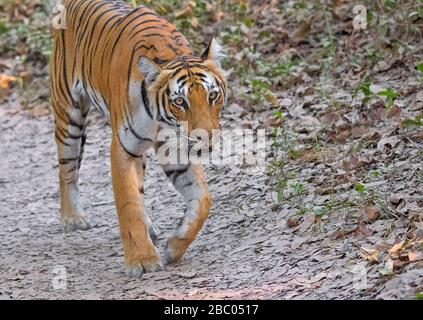 Paarwali Tigress sulla pista da safari al Parco Nazionale Jim Corbett, Uttarakhand, India Foto Stock