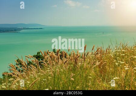 Fiori selvatici campo di grano selvatico sul lago Balaton ungheria sulla collina Foto Stock