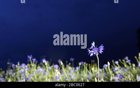 Corn flowers su un prato in Freising [traduzione automatica] Foto Stock