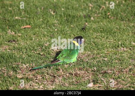 Pappagallo girocollo australiano Foto Stock