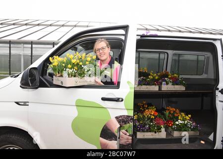 Il vivaio Berchtenbreiter di Obergiesing ha allestito un taxi fiorito per rifornire i propri clienti di fiori durante le restrizioni di uscita correlate alla corona. La foto mostra Alexandra Berchtenbreiter con una scatola primavera mix con ranunculus, primrose, dimmi-not e fiori bulbosi. [traduzione automatica] Foto Stock