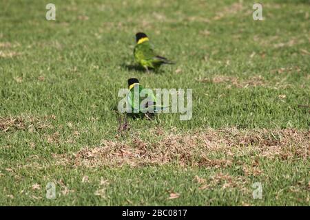 Pappagallo girocollo australiano Foto Stock