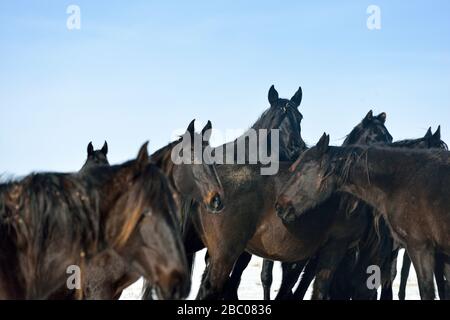 Mandria di cavalli Karachay che si trovano nel gruppo in inverno. Orizzontale, verticale. Foto Stock