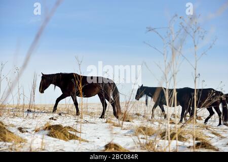 Mandria di cavalli Karachay che camminano nel campo invernale. Orizzontale, in movimento. Foto Stock