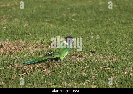 Pappagallo girocollo australiano Foto Stock