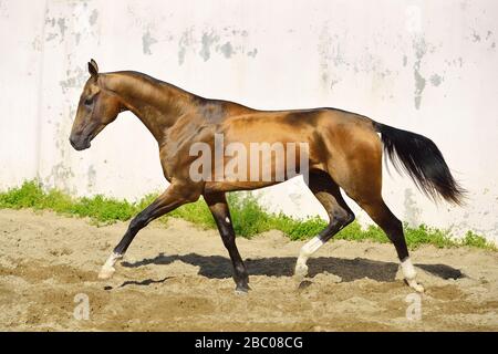 Lo stallone Akhal Teke con buckskin dorata corre in un paddock lungo il muro bianco. Orizzontale, vista laterale, in movimento. Foto Stock