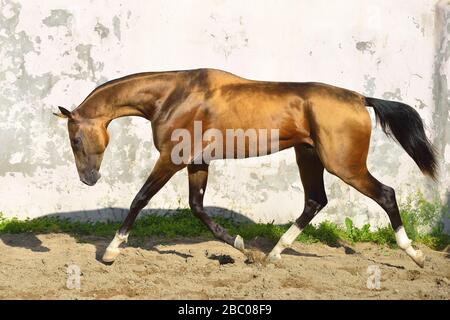 Lo stallone Akhal Teke con buckskin dorata corre in un paddock lungo il muro bianco. Orizzontale, vista laterale, in movimento. Foto Stock