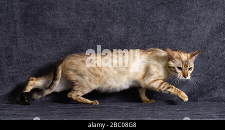 Gatto abbronzato che si insinua lungo sfondo blu scuro. Orizzontale, vista laterale. Foto Stock