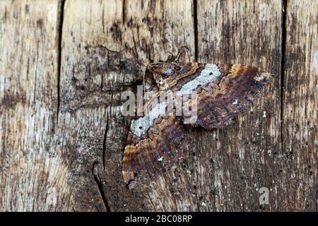 Falena a bandoliera, (Earophila badiata), posta e camoufled su una tavola di legno. Spagna Foto Stock