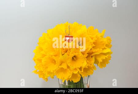 Fresco taglio fiore giallo narciso su sfondo bianco e amore, come icona simbolo. Foto Stock