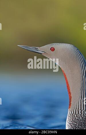 Tuffatore rosso-throtated, Shetland, Regno Unito Foto Stock