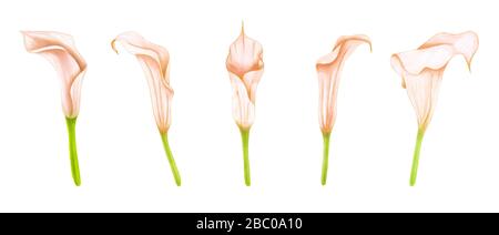 Set di disegno a mano morbida zantedeschia rosa-beige su sfondo bianco. Elemento decorativo esotico per carte d'invito, tessuti, stampa e design. Foto Stock