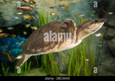 Spagna, Isole Canarie, Gran Canaria, Las Palmas - l'Acquario Poema del Mar, al Porto Foto Stock