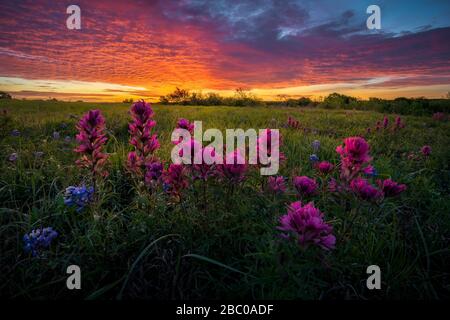 Texas Wildflowers all'alba Foto Stock