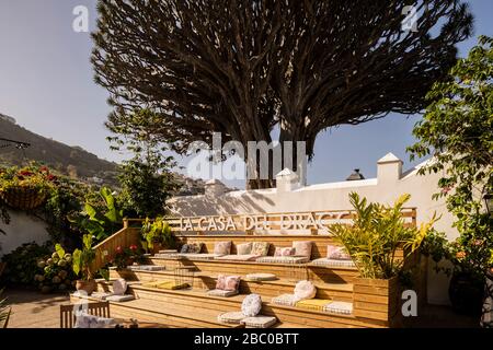 Spagna, Isole Canarie, Tenerife - Icod de los Vinos famosa per il "Drago Canario" di oltre 1000 anni Foto Stock