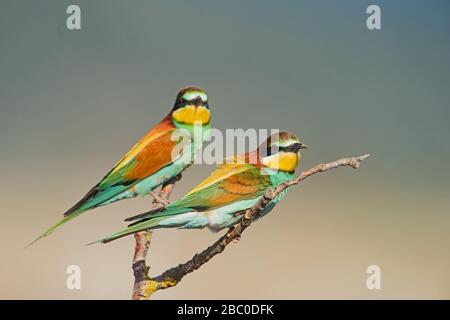 Unione gruccione Foto Stock
