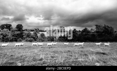 Gregge di pecore che corrono in un campo vicino a Leintwardine sul confine tra Shropshire e Herefordshire (Regno Unito) durante il tempo burrascoso Foto Stock