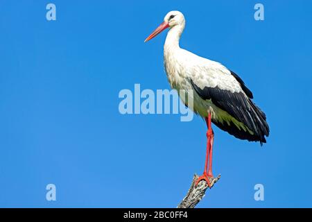 Una Stork Bianca appollaiata in un albero contro uno sfondo blu brillante cielo nel Parco Nazionale Kruger, Sud Africa Foto Stock