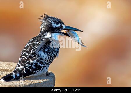 Pied Kingfisher mangiare pesce pescato in becco nel Kruger National Park, Sud Africa Foto Stock