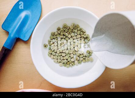 Immersione semi di pisello verde in acqua calda in ciotola per fissare il processo di germinazione quando piantando in giardino. I semi si immergerano in una ciotola bianca. Foto Stock