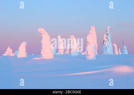 Fotografo naturalistico nel Parco Nazionale Riisitunturi, Lapponia, Finlandia Foto Stock