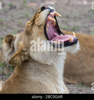 Leone femminile (Panthera leo) che sbadia nella Riserva di Timbavati, Sudafrica Foto Stock