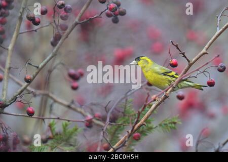 Siskin maschile (Carduelis spinus) su biancospino albero cespuglio. Foto Stock